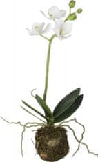 Lene Bjerre Stredná orchidea s koreňovým balom FLORA, biela