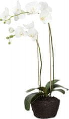 Lene Bjerre Veľká orchidea s koreňovým balom FLORA