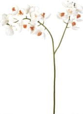 Lene Bjerre Vetvička s dvoma trsy kvetov orchideí FLORA biela