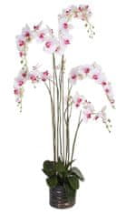 Shishi Fialovo-biela orchidea s kvetináčom 155 x 75 cm