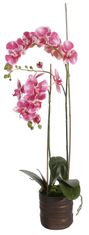 Shishi Fialová orchidea s kvetináčom 90 x 40 cm