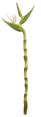 Shishi Strelícia kráľovská 130 cm