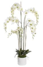 Shishi Biela orchidea s kvetináčom 155 x 75 cm