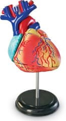 Learning Resources Anatomický model srdca
