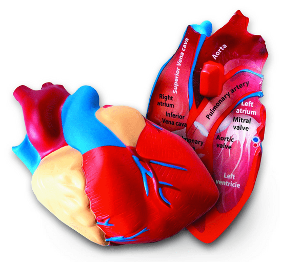 Learning Resources Penový model srdca