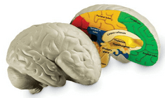 Learning Resources Anatomický model mozgu