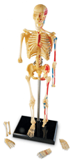 Learning Resources Anatomický model ľudskej kostry