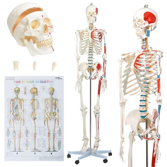 shumee Anatomický výukový model ľudskej kostry s plagátom 181 cm