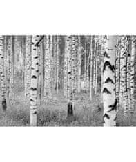 KOMAR Products vliesová fototapeta XXL4-023 Woods, rozmery 368 x 248 cm