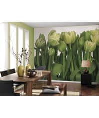 KOMAR Products papierová fototapeta 8-900 Tulipány, rozmery 368 x 254 cm