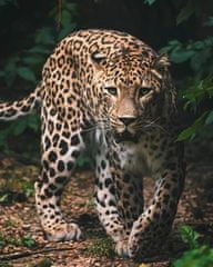 Jerry Fabrics Leopard Green