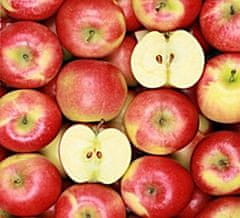 Innova CANVAS apples 50x50