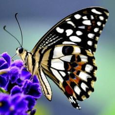mapcards.net 3D magnetka Motýľ na kvete