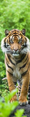 mapcards.net 3D záložka Bengal Tiger