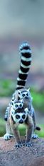 mapcards.net 3D záložka Lemur Family