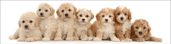 mapcards.net 3D záložka Seven puppies