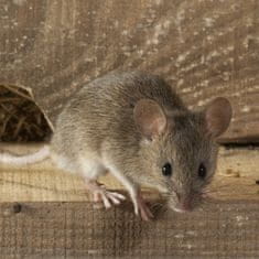 Ekolas Drevená pasca na myši