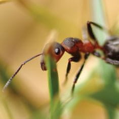 Ekolas Prírodná bariéra proti mravcom - 1000 ml