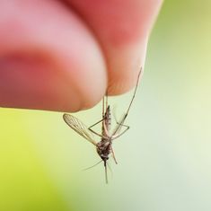 Ekolas Odpudzovač komárov pre deti