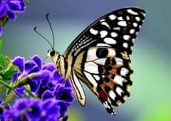 mapcards.net 3D pohľadnica Butterfly (Motýľ na kvete)