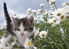 mapcards.net 3D pohľadnica Flower kitten (Miláčikovia - mačky)