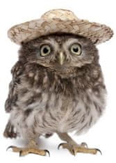 mapcards.net 3D pohľadnica Owl with hat (Sova v klobúku, WILD)
