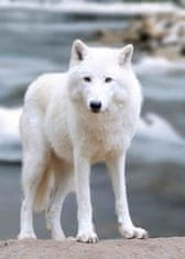 mapcards.net 3D pohľadnica Arctic Wolf (Vlk arktický, WILD)