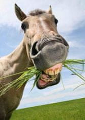 mapcards.net 3D pohľadnica Smiling Horse (Usmiaty kôň, FARMA)