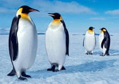 mapcards.net 3D pohľadnica Emperor Penguins