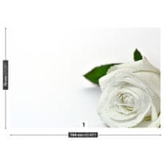 tulup.sk Fototapeta Biela ruža Samolepiaca fototapeta 152x104 cm