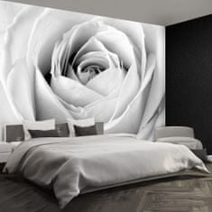 tulup.sk Fototapeta Biela ruža Samolepiaca fototapeta 152x104 cm