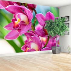 tulup.sk Fototapeta Ružové orchidey Samolepiaca fototapeta 104x70 cm