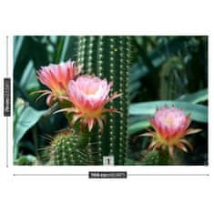 tulup.sk Fototapeta Kaktusový kvet Vliesová fototapeta 104x70 cm