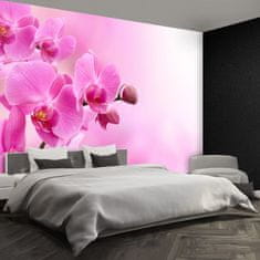 tulup.sk Fototapeta Ružová orchidea Samolepiaca fototapeta 104x70 cm