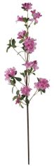 Shishi Ružová azalea 105 cm