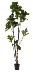 Shishi Fikus lyrový v kvetináči, výška 2,5 metra