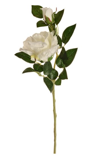 EverGreen Ruža čajová x2, výška 47 cm, biela