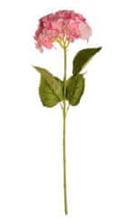 EverGreen Hortenzia, kv. 18 cm, výška 75 cm ružová