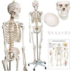 shumee Kostra ľudskej anatómie 181,5 cm
