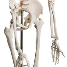 shumee Kostra ľudskej anatómie 181,5 cm