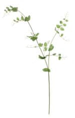 Shishi Biele kvety hrachora, výška 135 cm