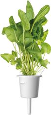 Click and Grow Smart Garden sazenice mix salátů (PCW-006)