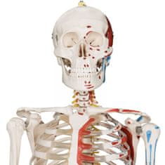 shumee JAGO Anatómia človeka-kostra s detailmi maľby svalov, 181 cm