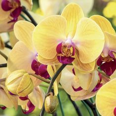 Ekolas Flortis - doplnok výživy pre orchideje Rightfeeder - 6 x 35 ml