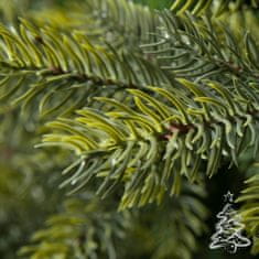 Vianočný stromček Smrek Kašmír 220 cm