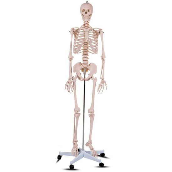 Timeless Tools Anatomický model kostry so stojanom