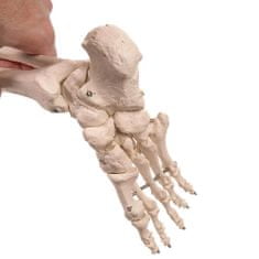 Timeless Tools Anatomický model kostry so stojanom