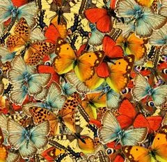 Grafika Svet motýľov