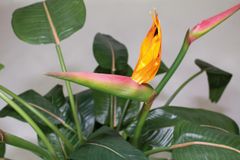 A La Maison STRELIACE EXCLUSIVE umelá kvitnúca rastlina výška 150 cm, zeleno - oranžová