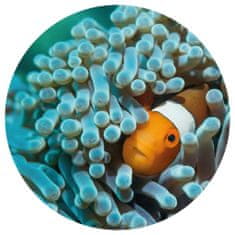 Vidaxl WallArt Okrúhla fototapeta Nemo the Anemonefish, 190 cm